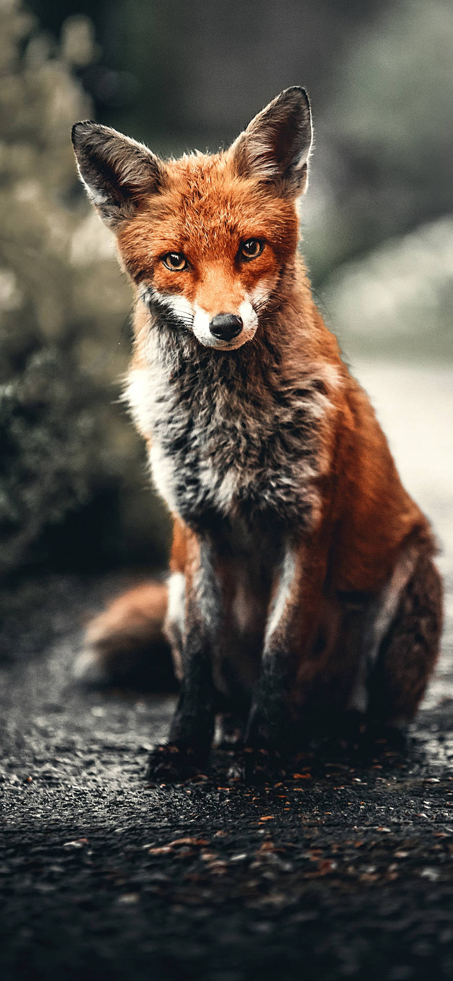 Red Fox Wallpaper