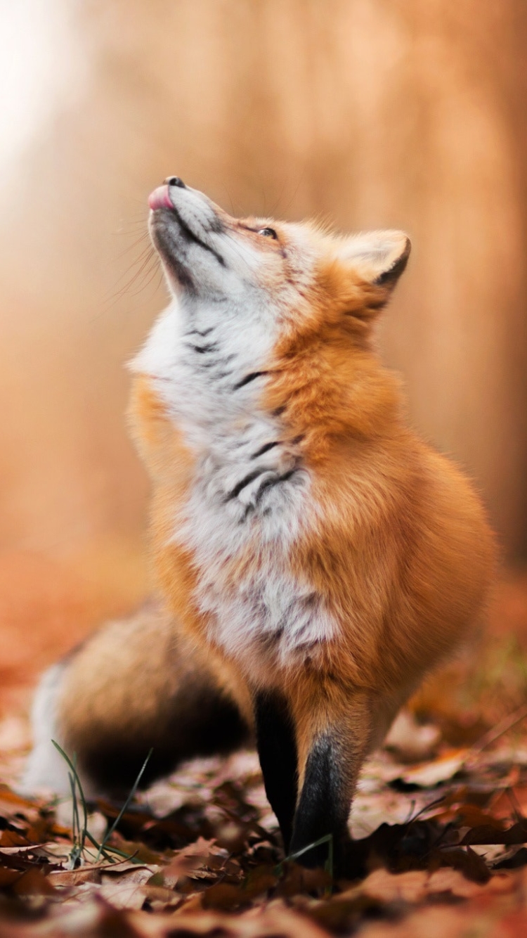 Mobile wallpaper: Fox, Fall, Animal