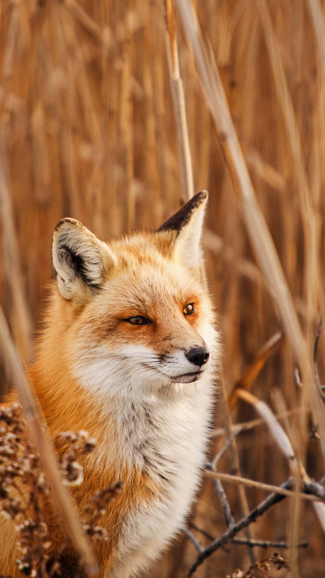 Download A mischievous fox peeking out