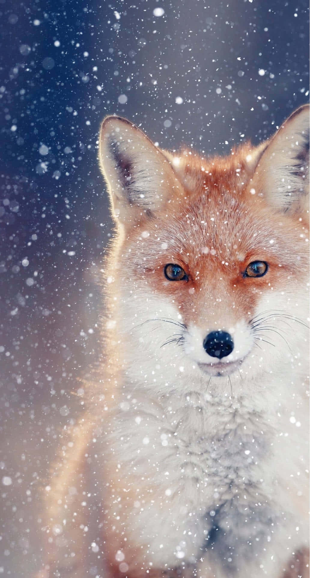 Fox Aesthetic Wallpaper