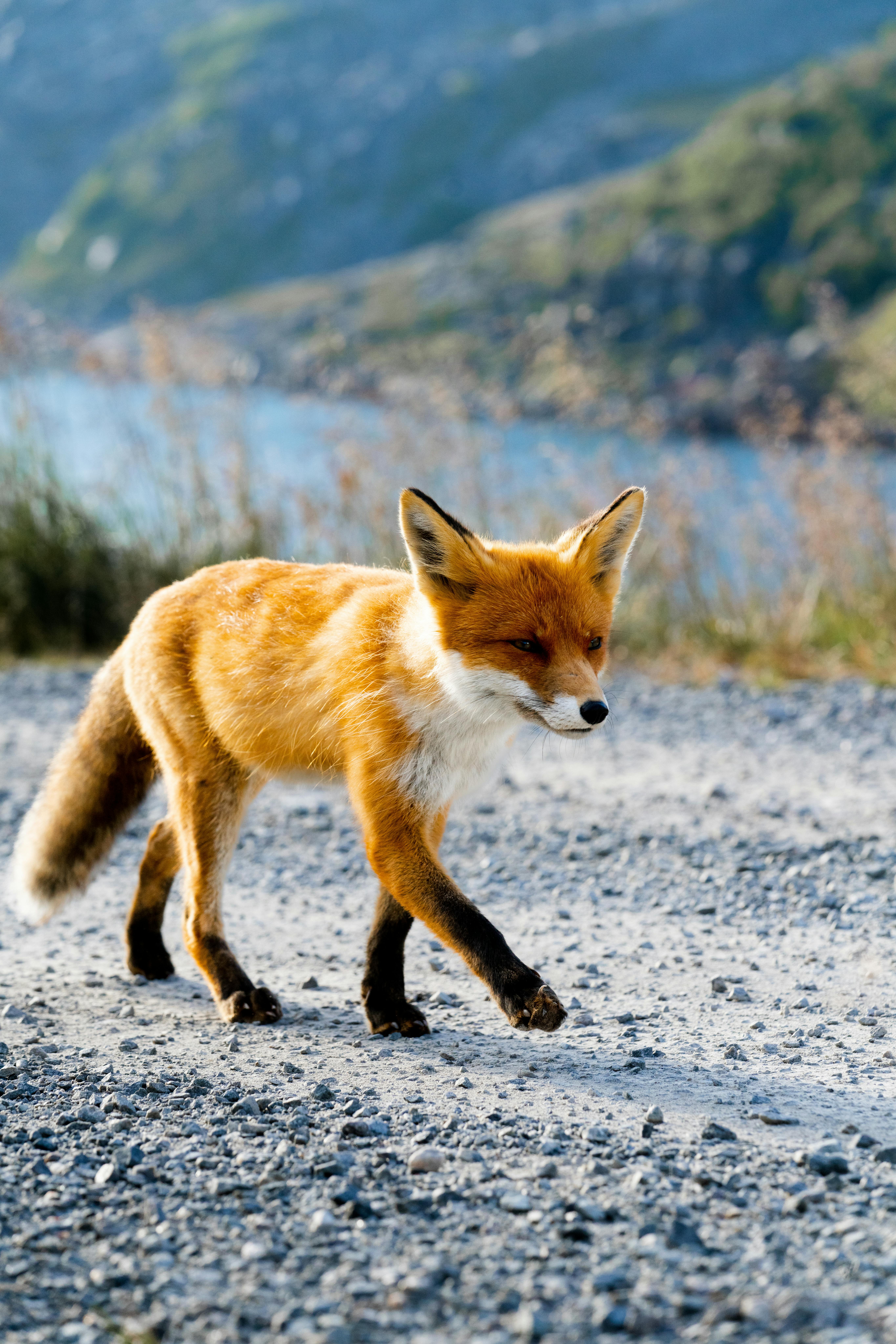 Red Fox Photo, Download The BEST Free