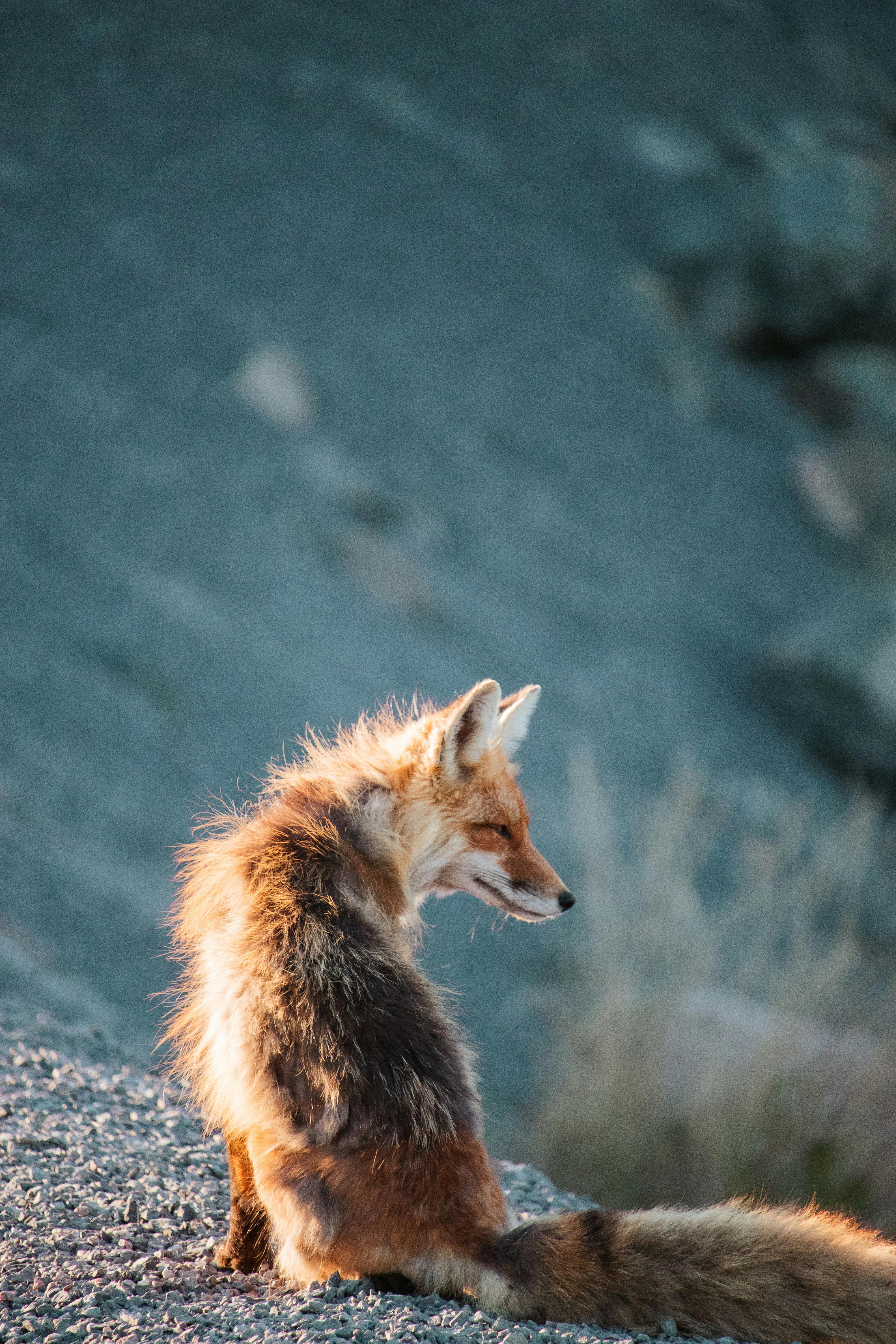 Red Fox Photo, Download The BEST Free