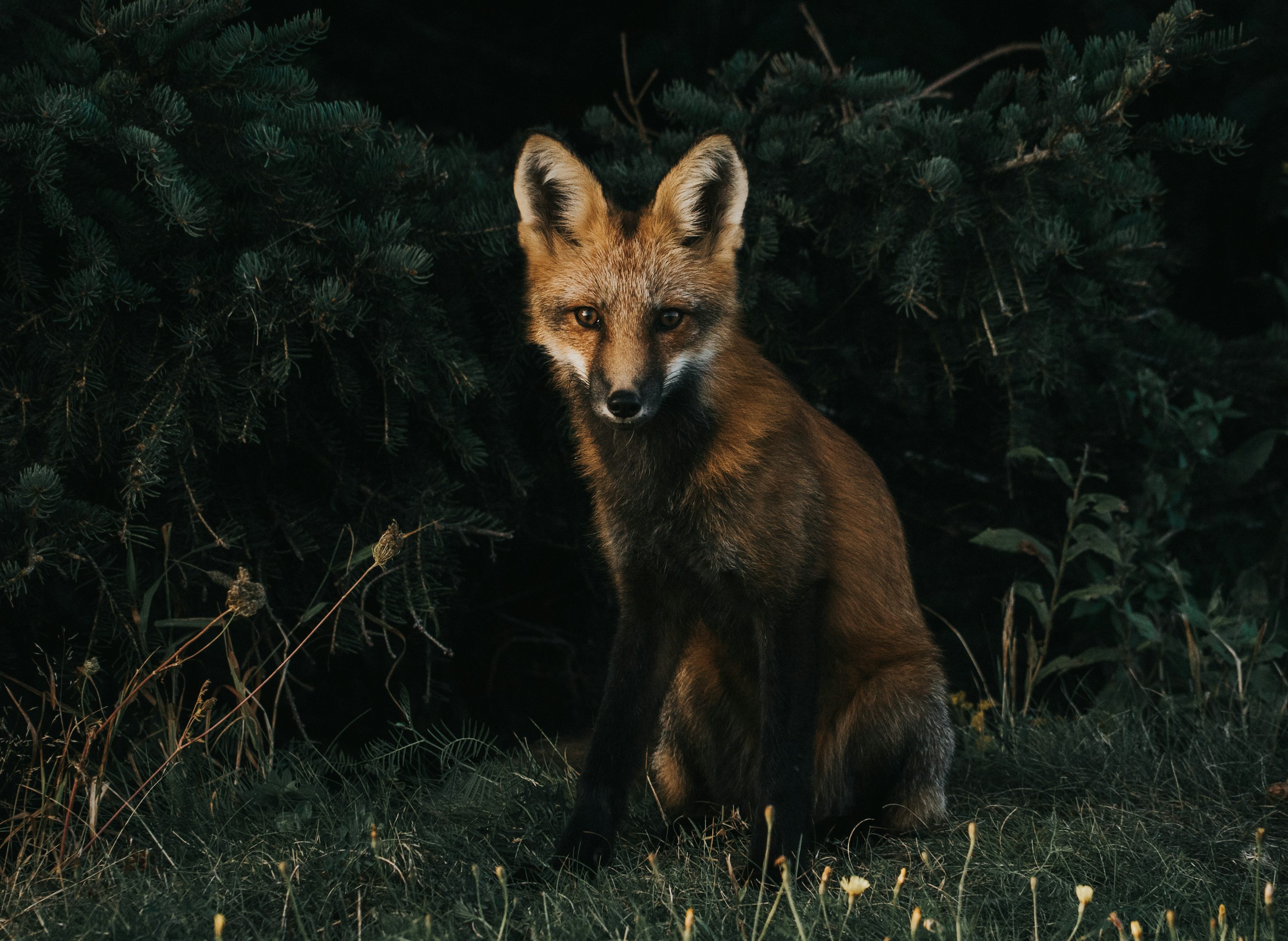 Fox Wallpaper: Free HD Download