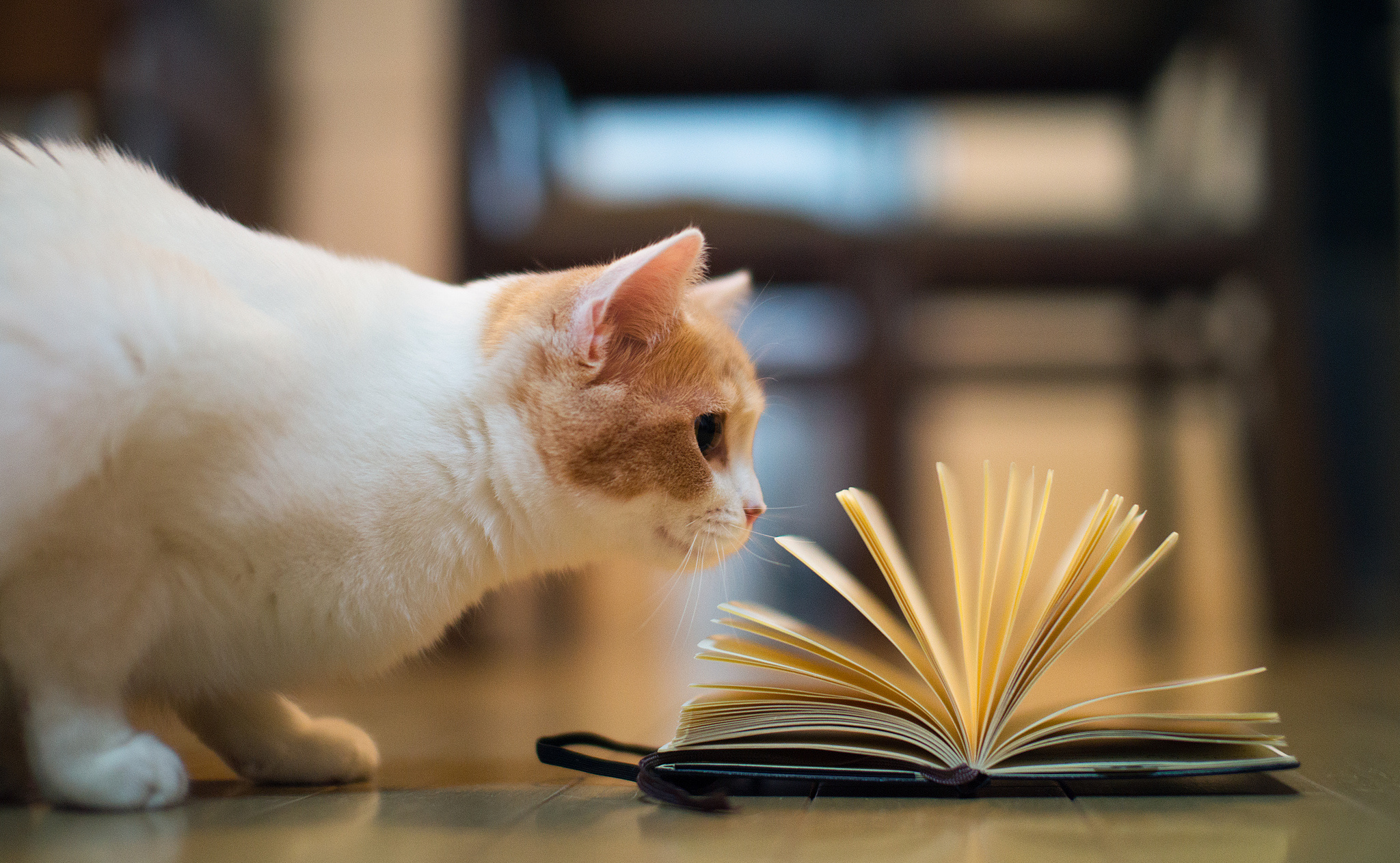 Download Animal Cat HD Wallpaper