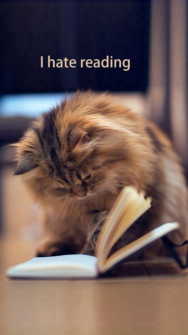 Cute Kitten I Hate Reading iPhone 8