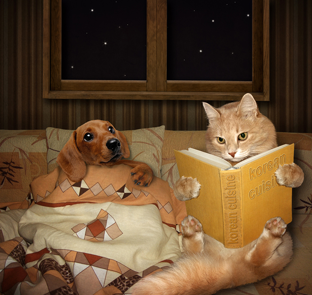Image animal cat dog Creative books read