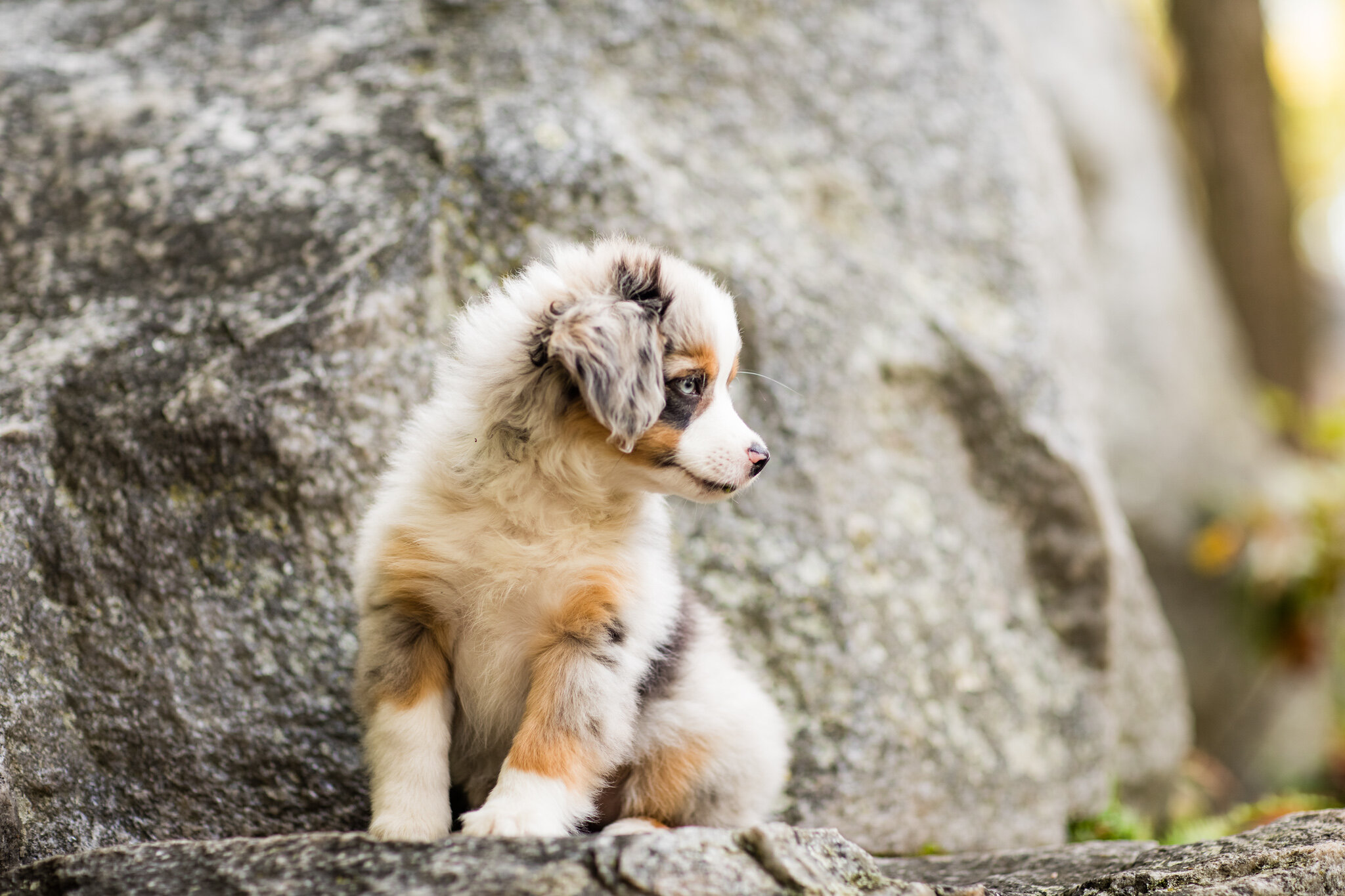Miniature American Shepherd Breed
