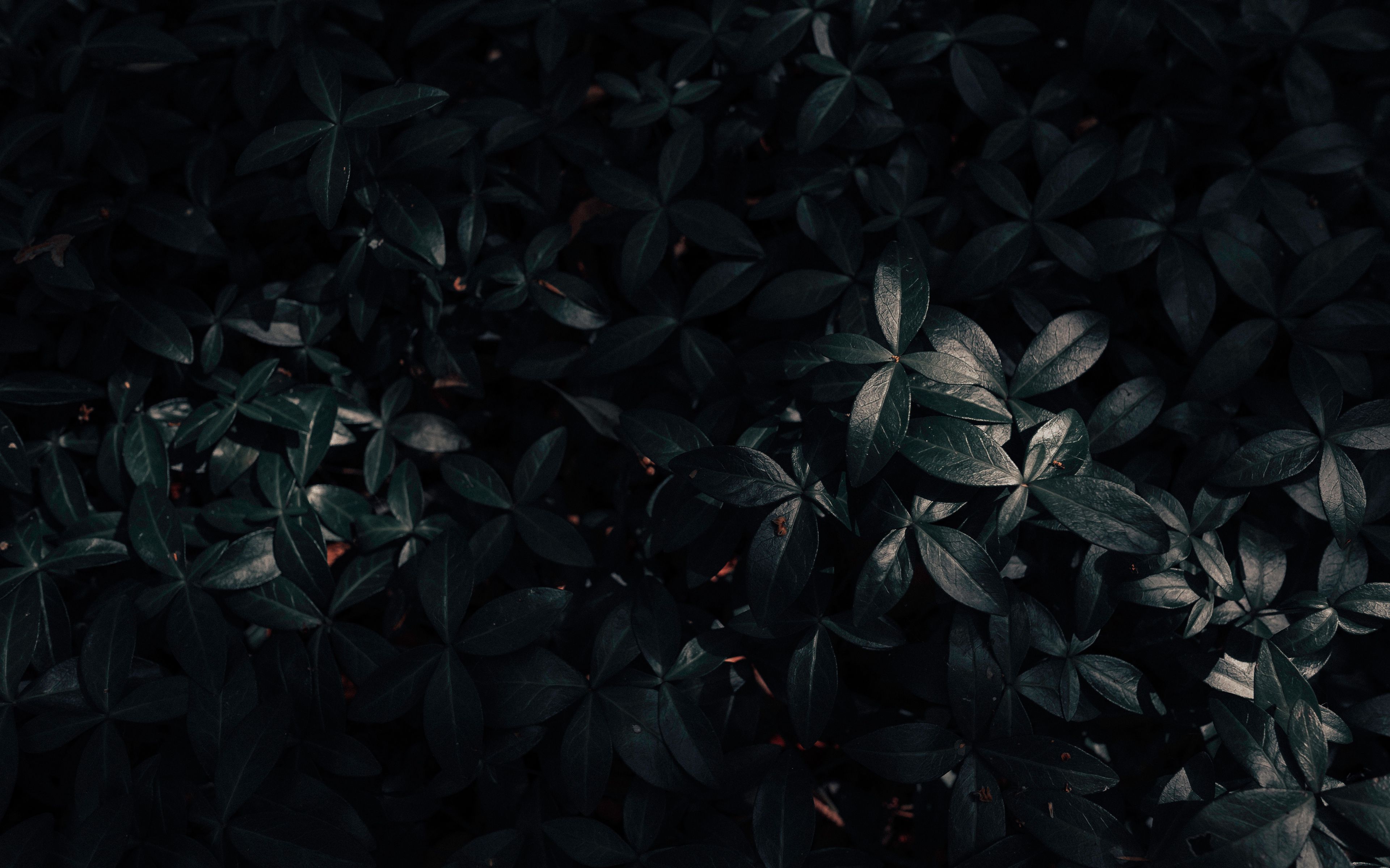 Download wallpaper 3840x2400 plant, leaves, dark 4k ultra HD 16:10 HD background