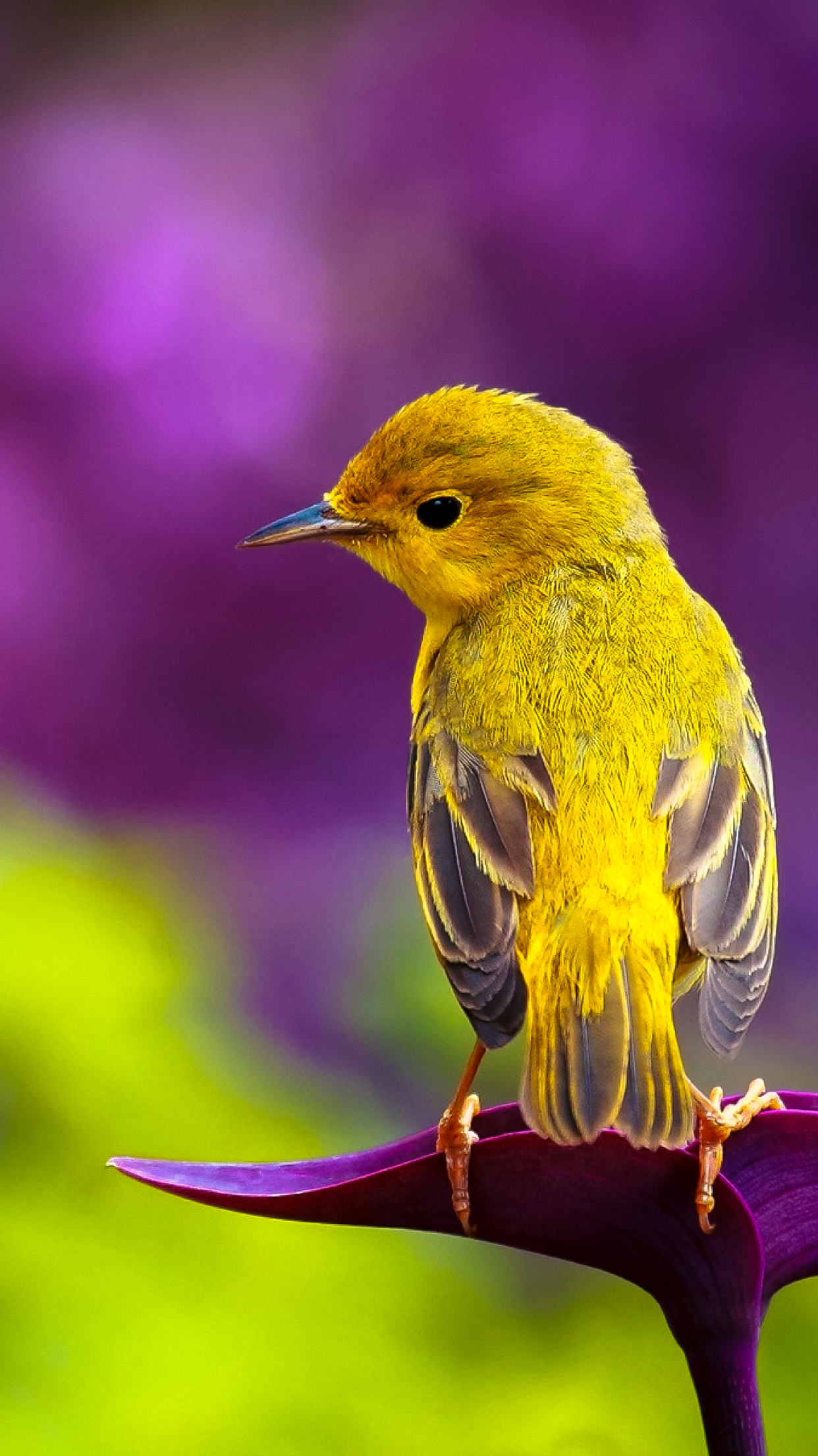 Pretty Bird Wallpaper for iPhone 11