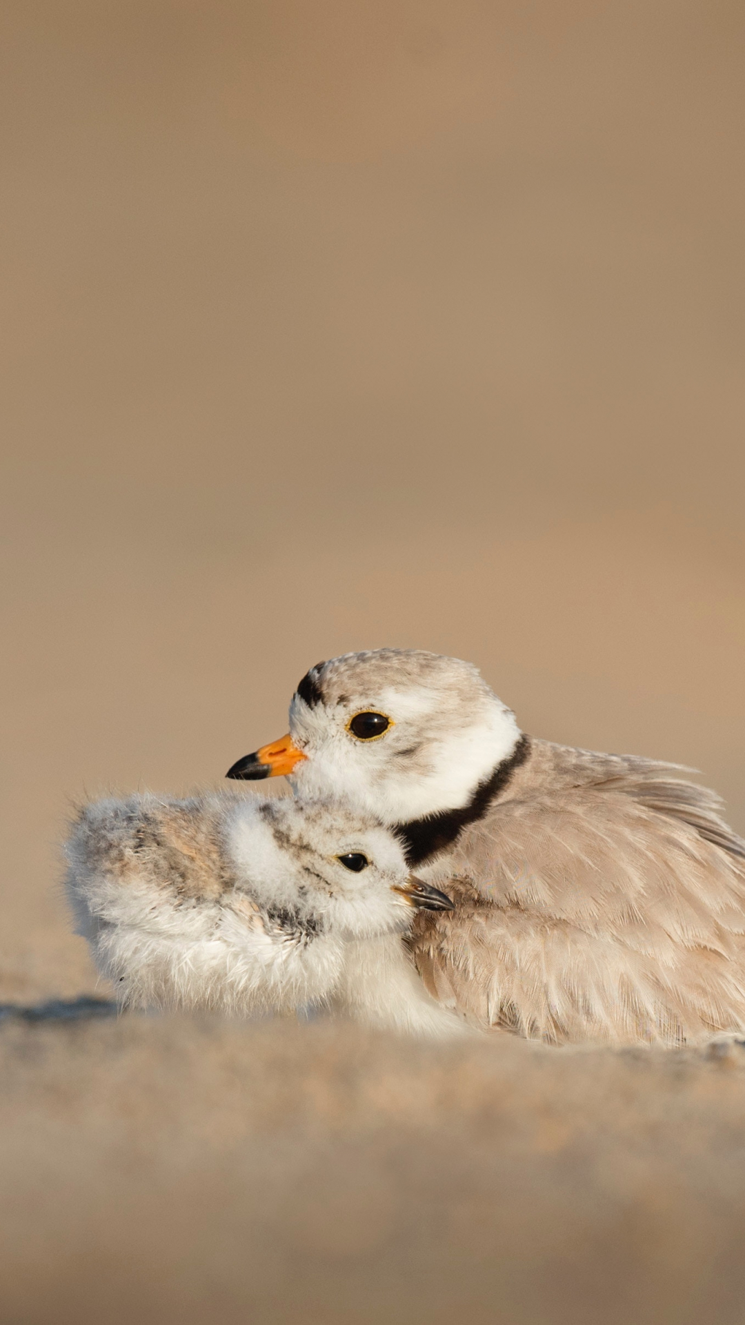 Mother Bird Protecting Her Young iPhone