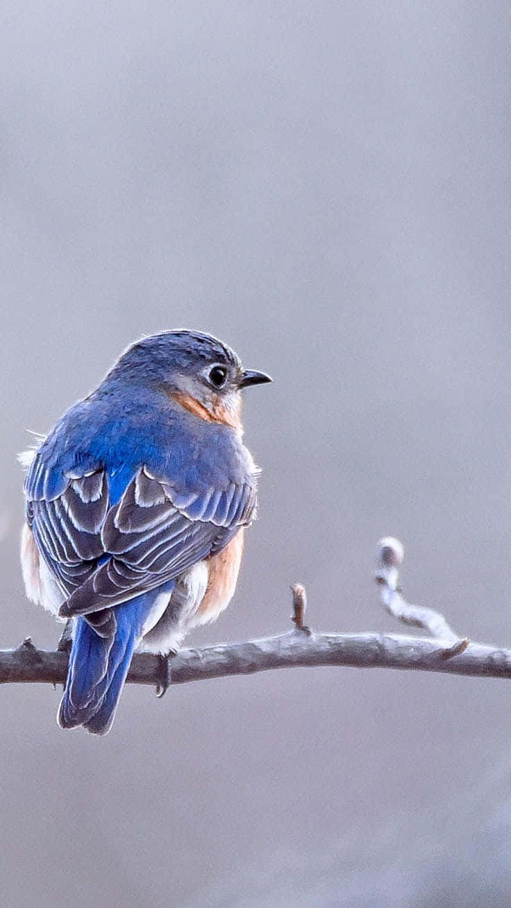 Download Winter Bird iPhone Wallpaper