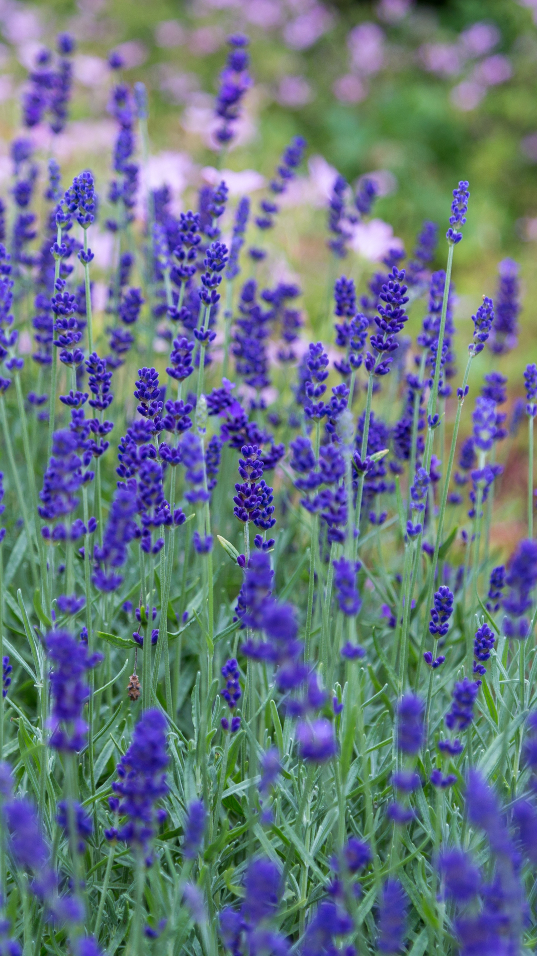 Lavender Meadow iPhone Wallpaper