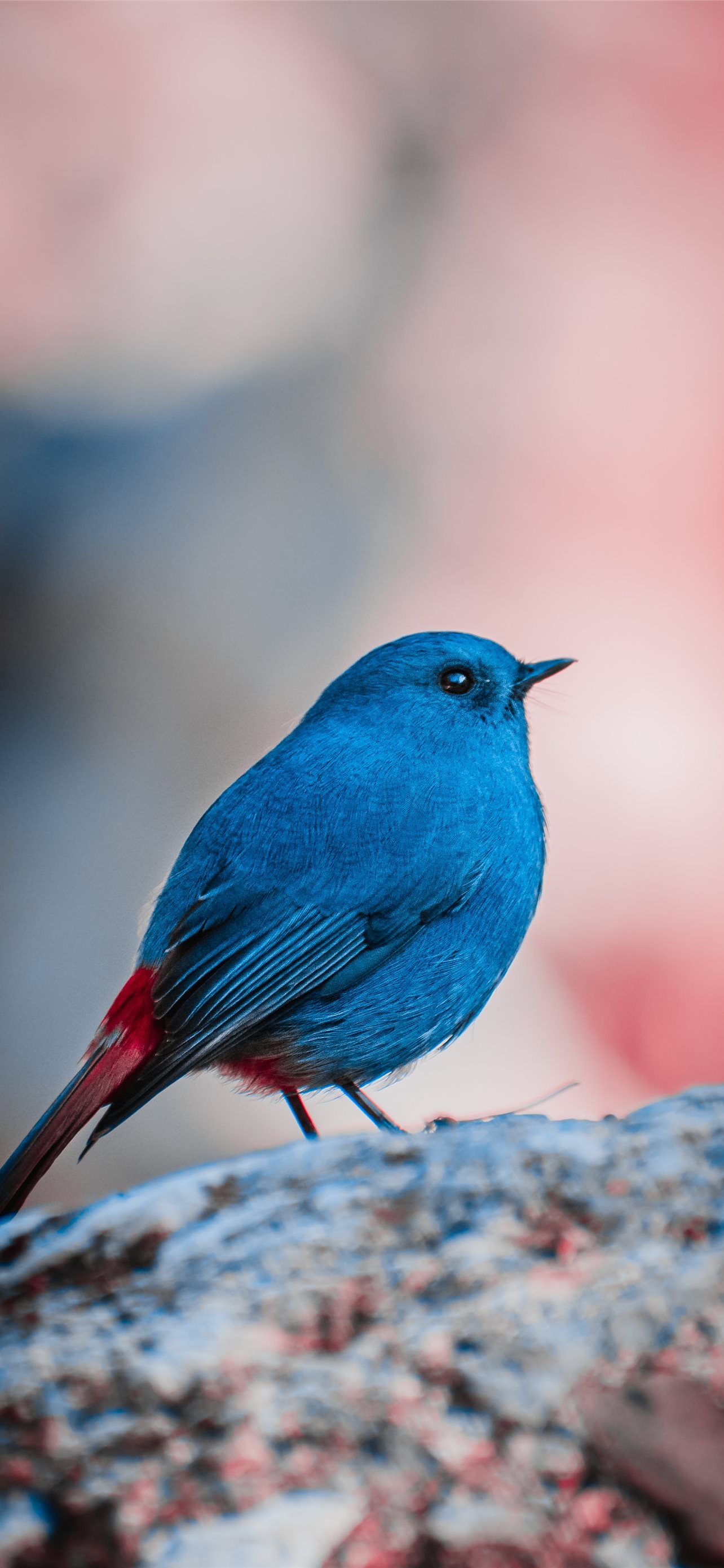 Bird iPhone HD Wallpaper