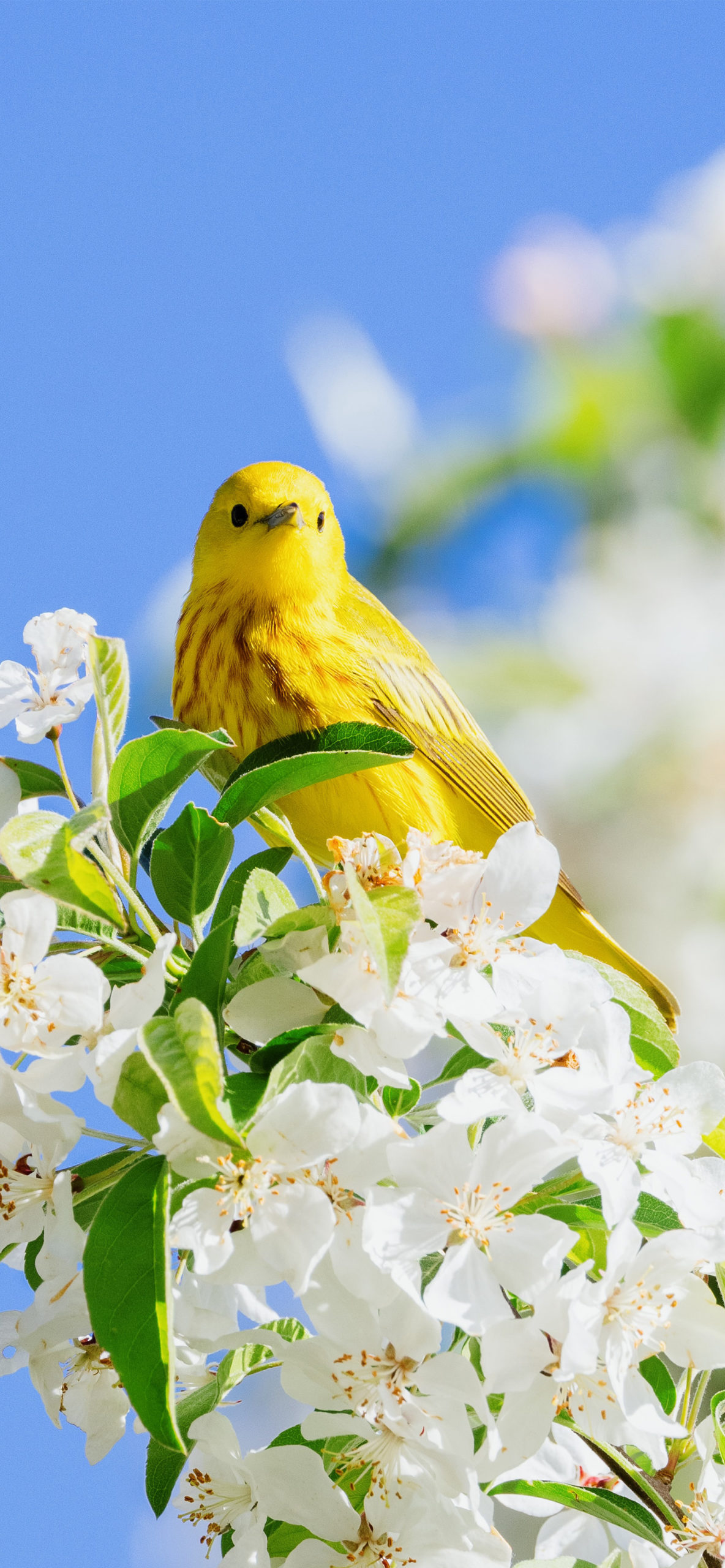 Birds Wallpaper for iPhone 11, Pro Max