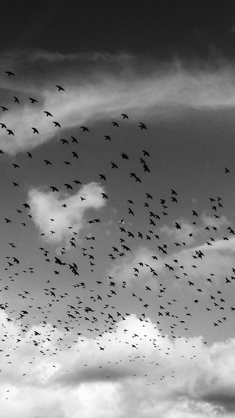 Birds Sky Animal Fly Cloud Nature