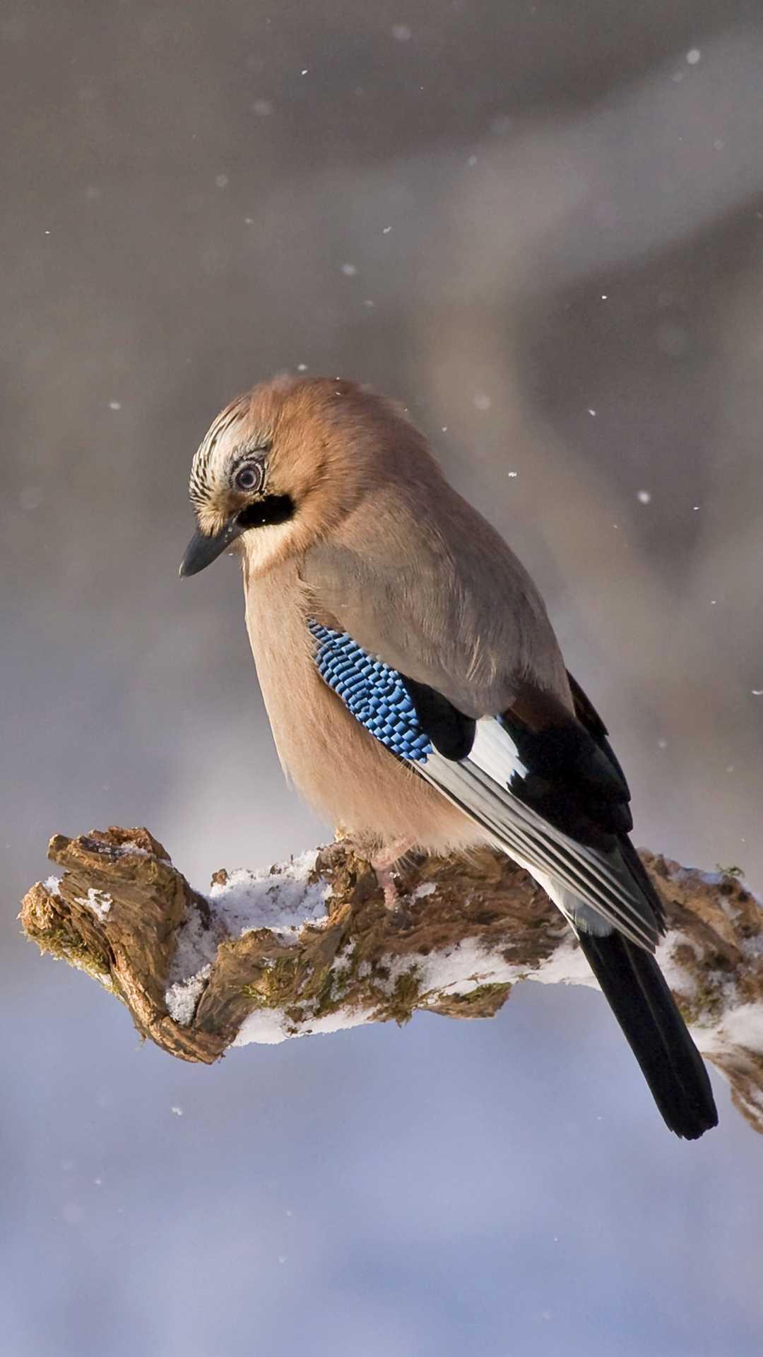 Jay Bird Wallpaper iPhone 12. iPhone