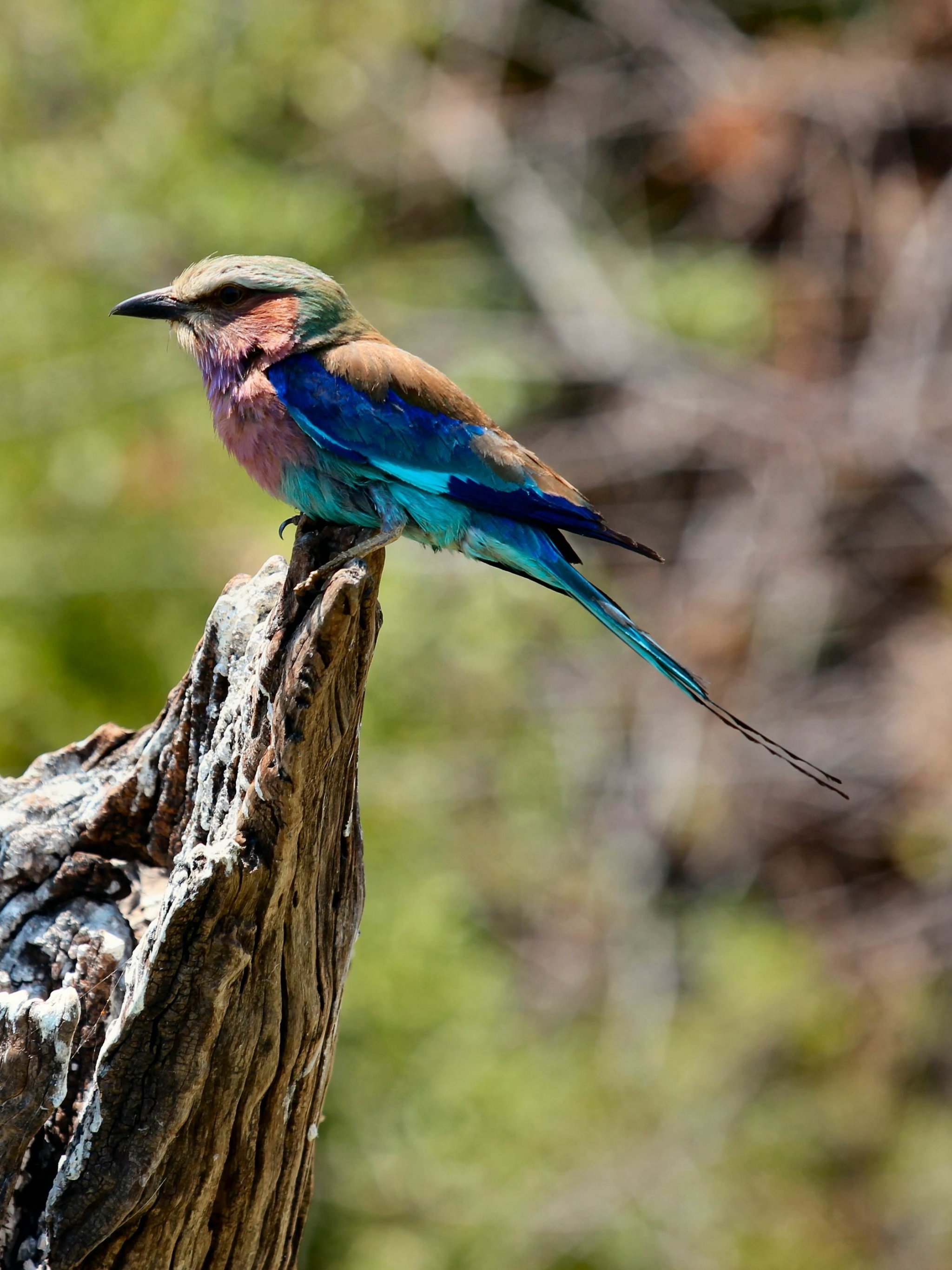 Blue and Brown Bird Perching Wallpaper