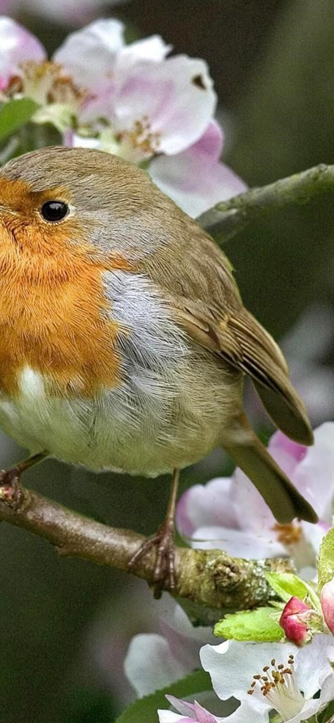 Robins Bird iPhone XS, iPhone