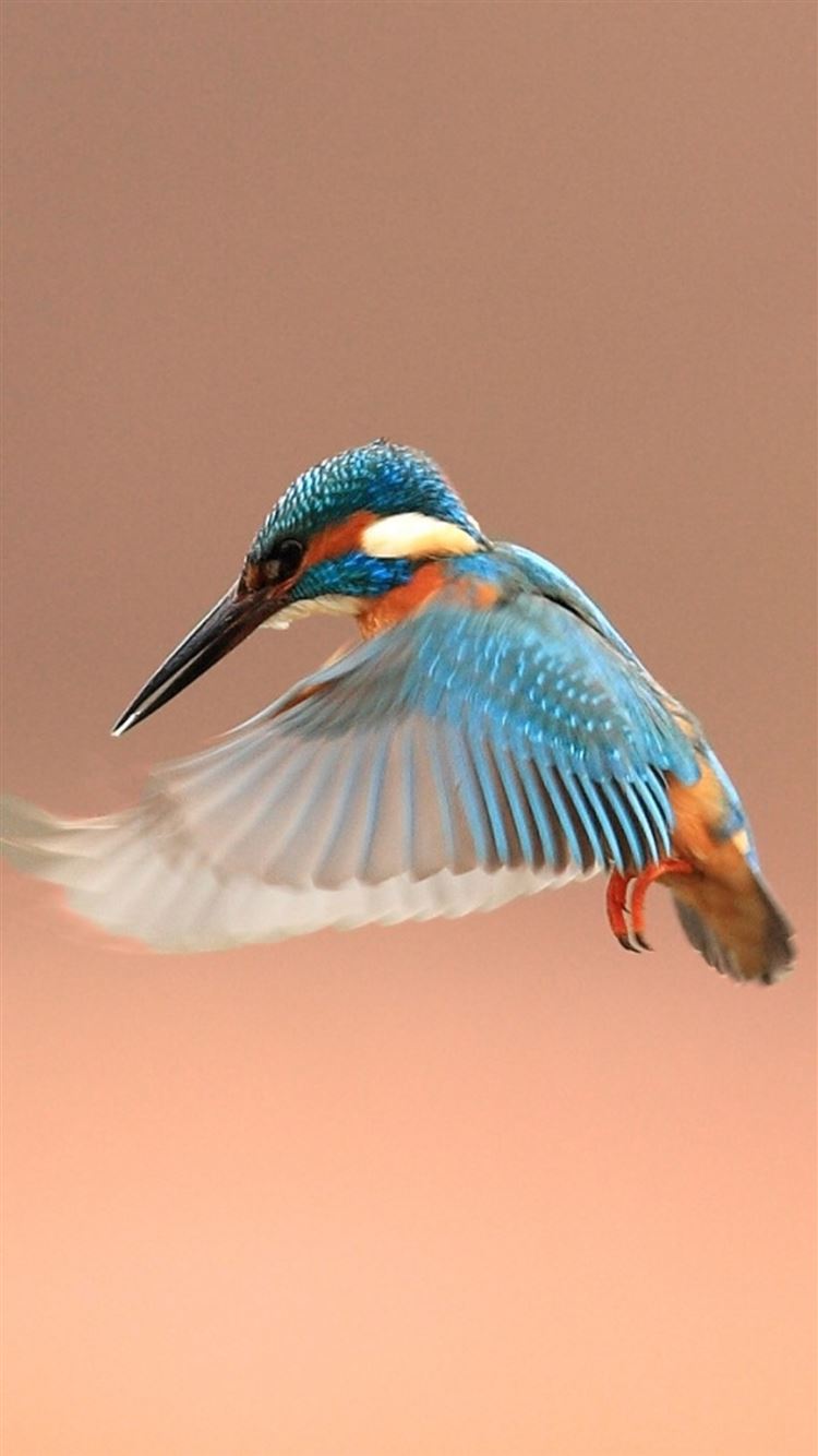 Beautiful Flapping Kingfisher Bird