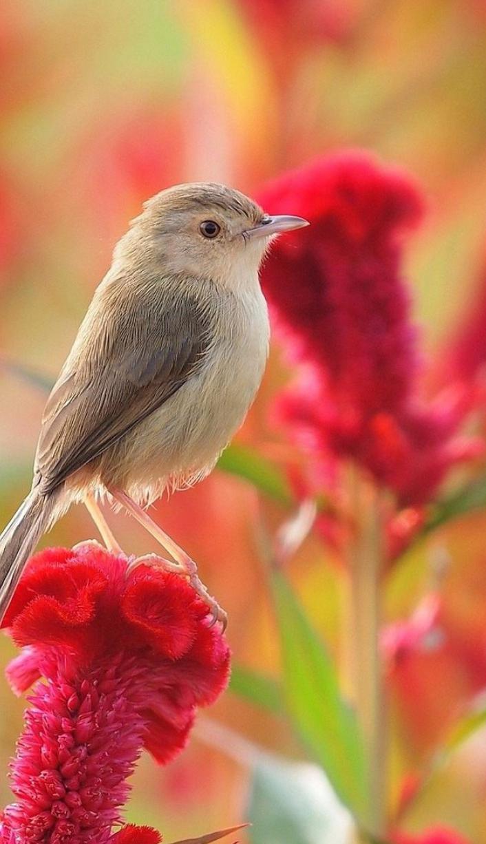 Bird Wallpaper APK for Android Download