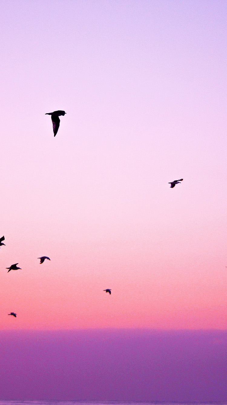 Sky Bird Pink Red Sunset Nature