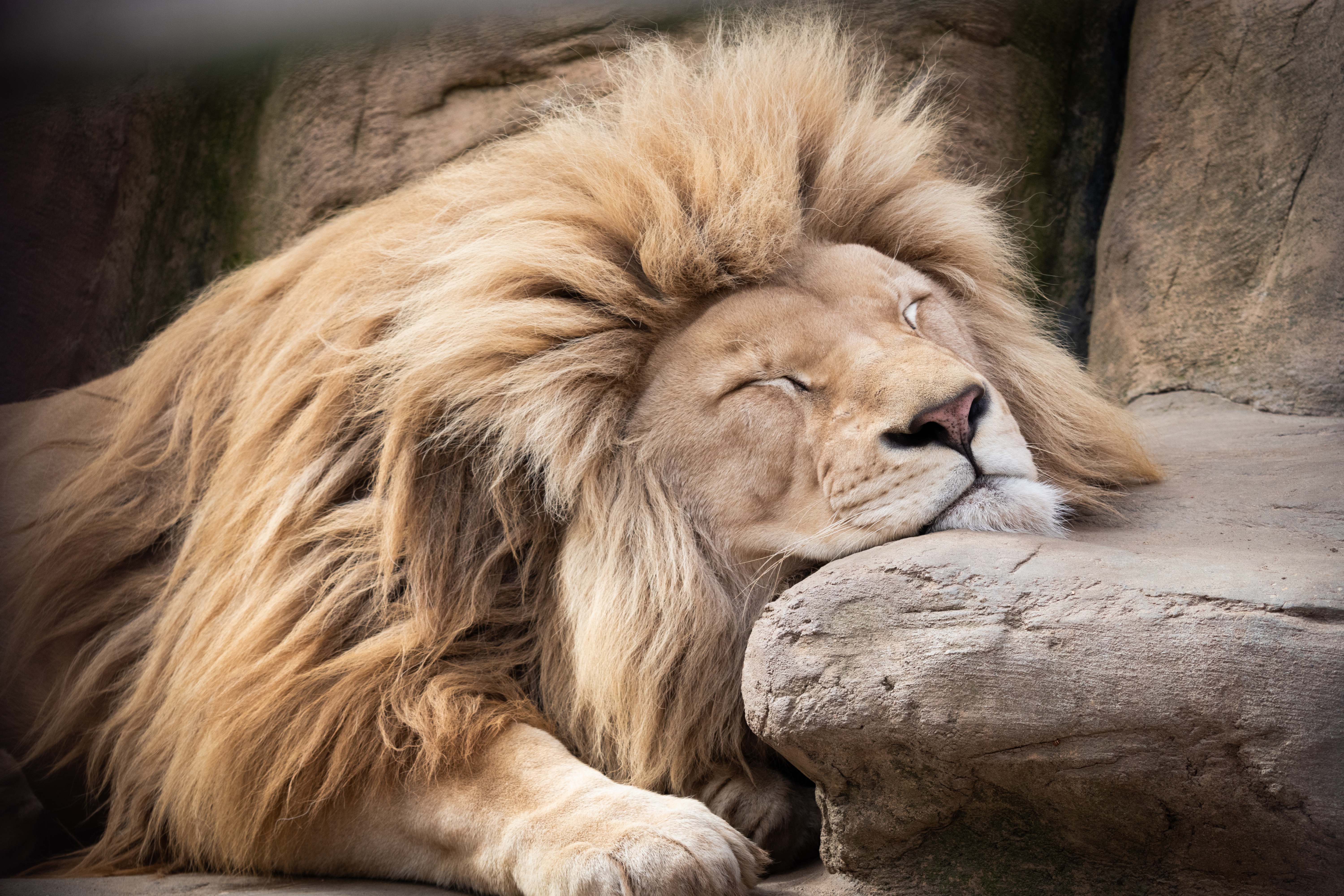 Sleeping Animal Lion 4k Ultra HD Wallpaper