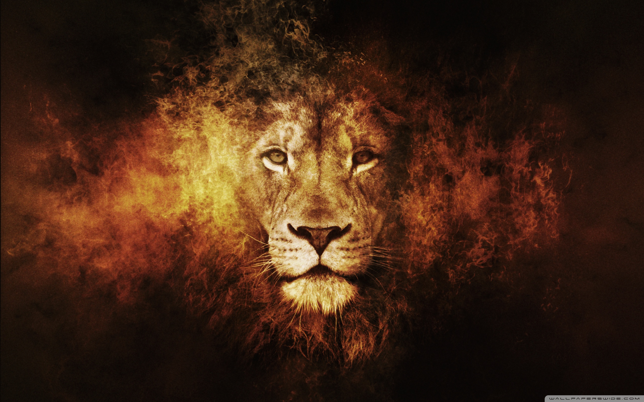 Lion Ultra HD Desktop Background
