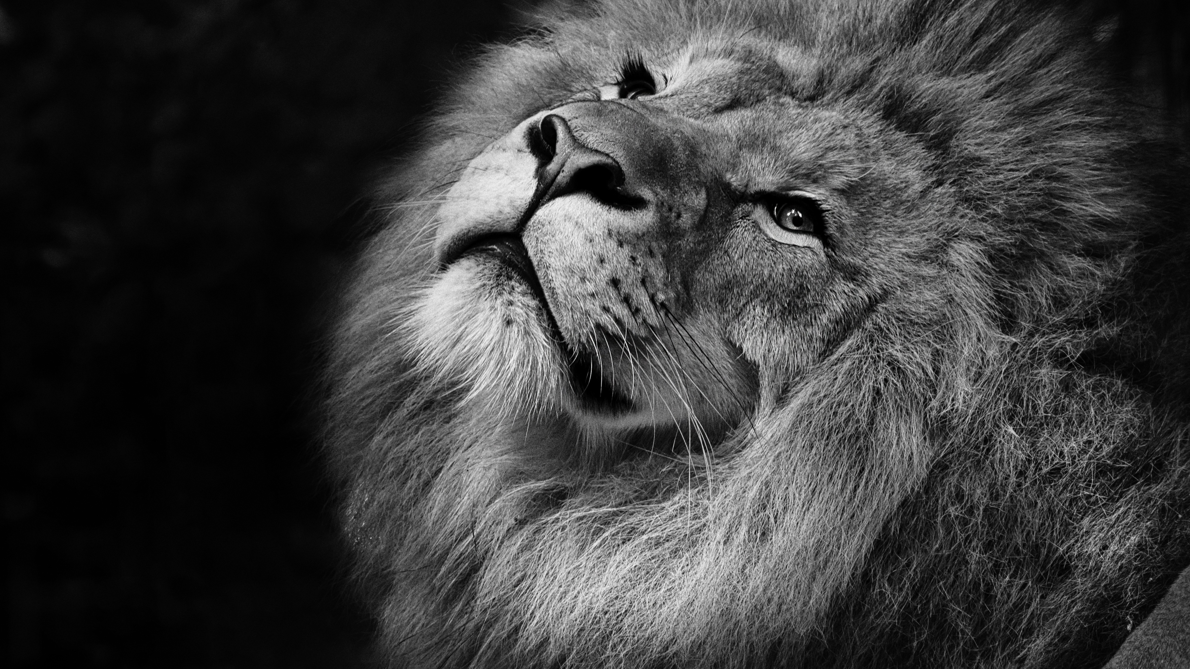 Animal Lion 4k Ultra HD Wallpaper
