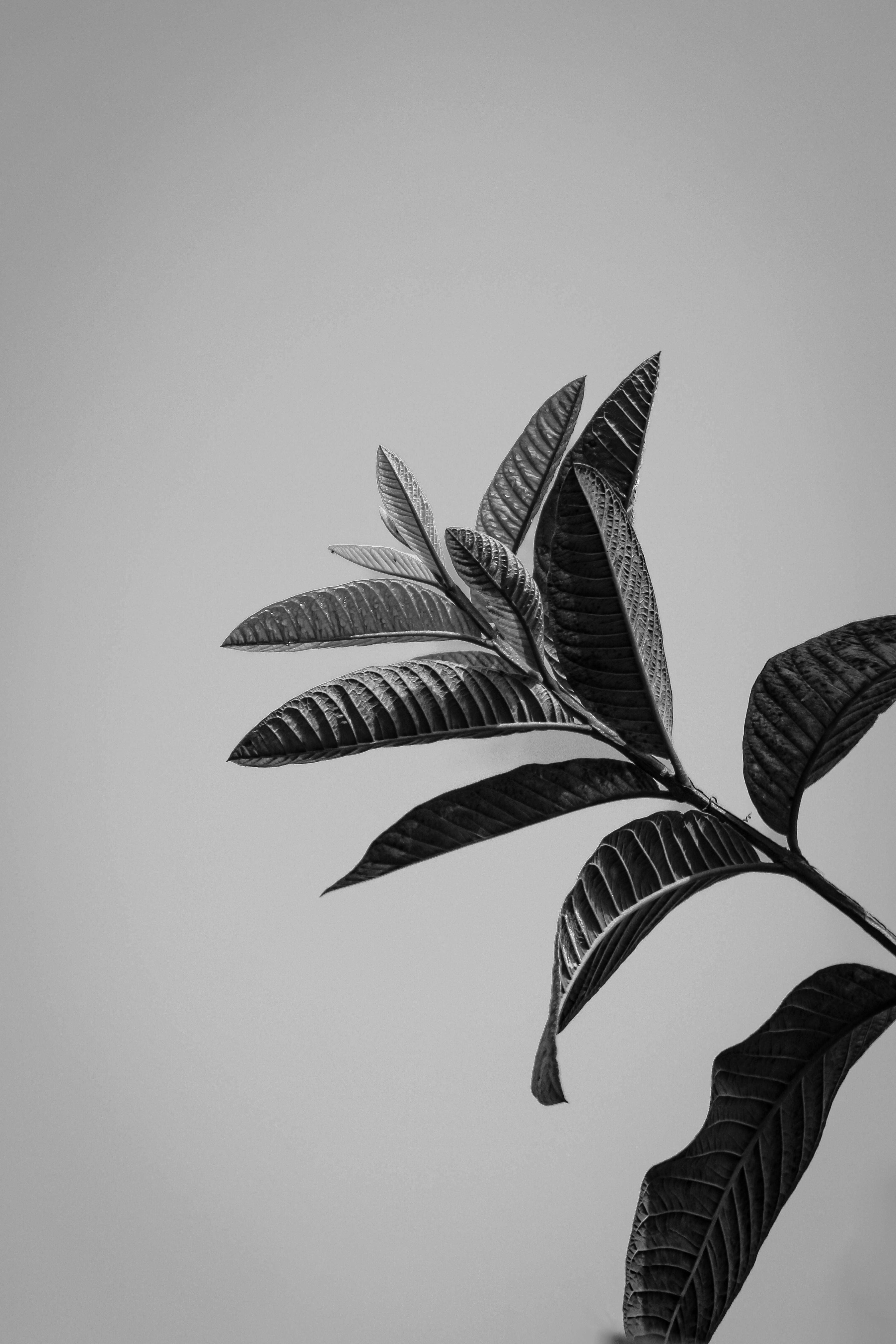 Black And White Art Photo, Download