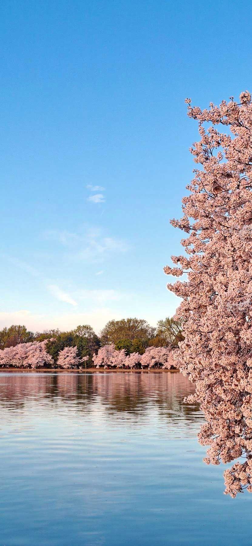 Washington DC iPhone Wallpaper