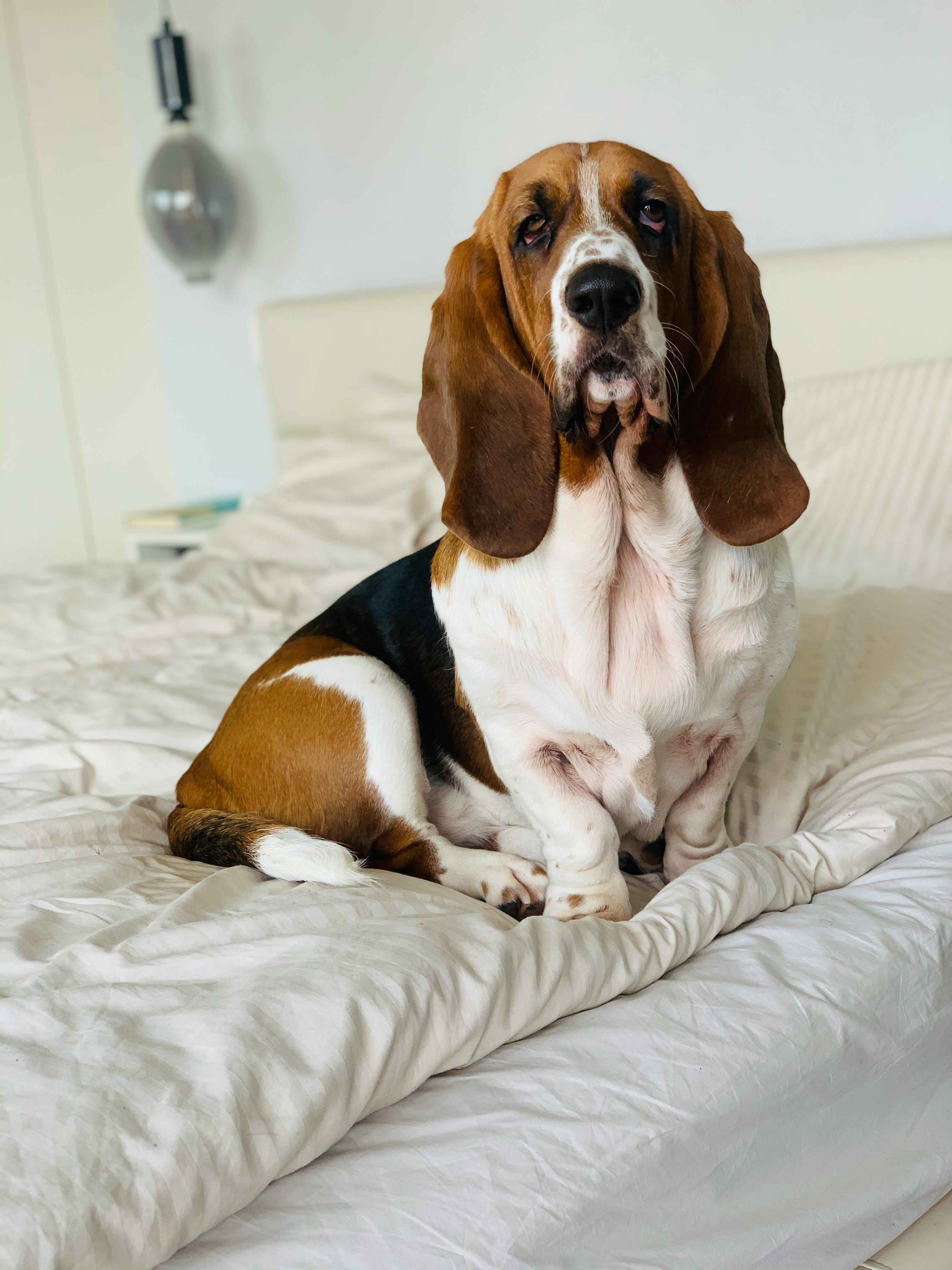 iPhone Basset Hounds Wallpapers - Wallpaper Cave