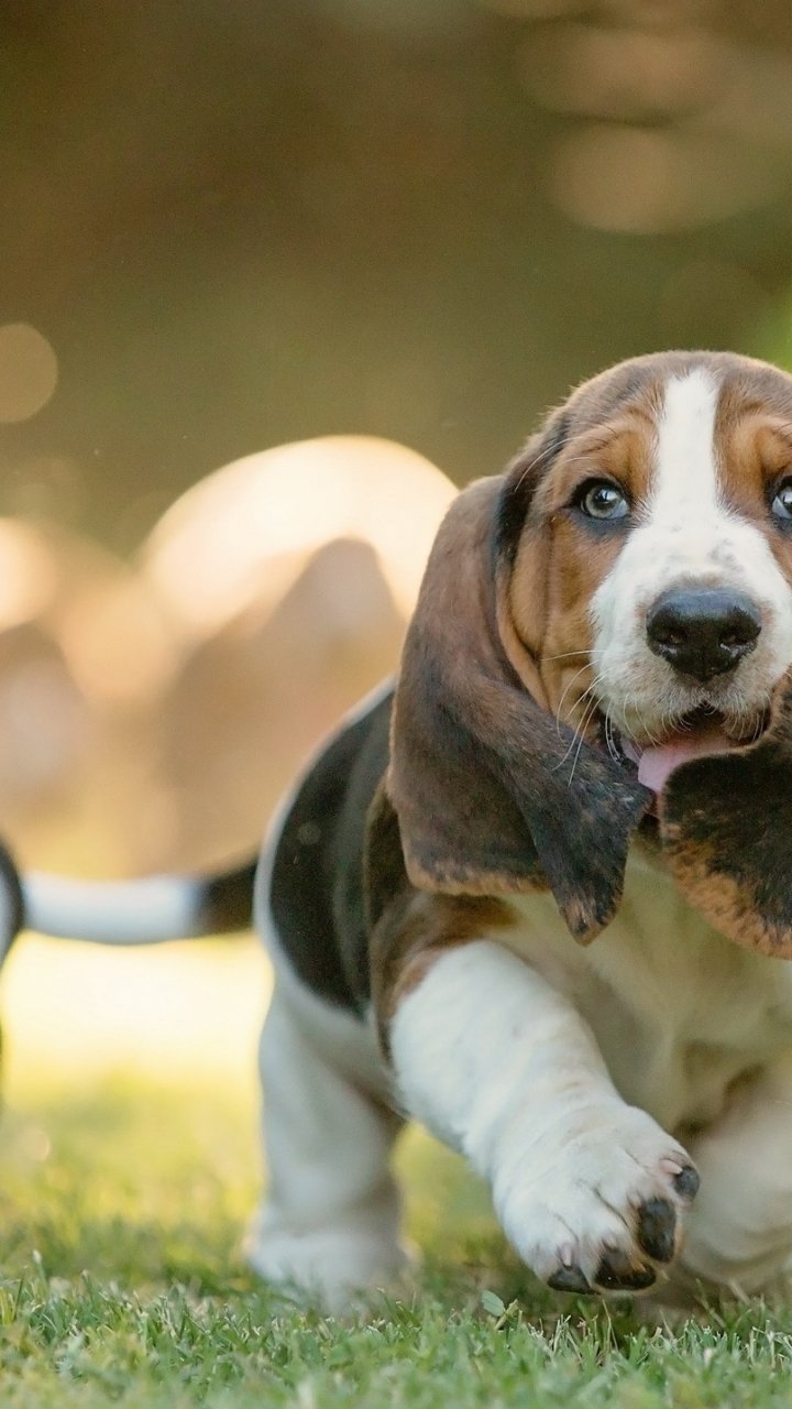 Dog Animal Basset Hound Phone Wallpaper
