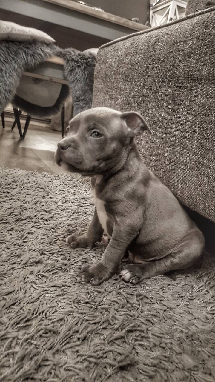 American Bully Puppy wallpaper