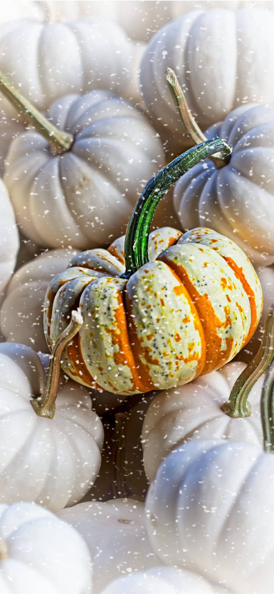Download free Pile Of Pumpkins
