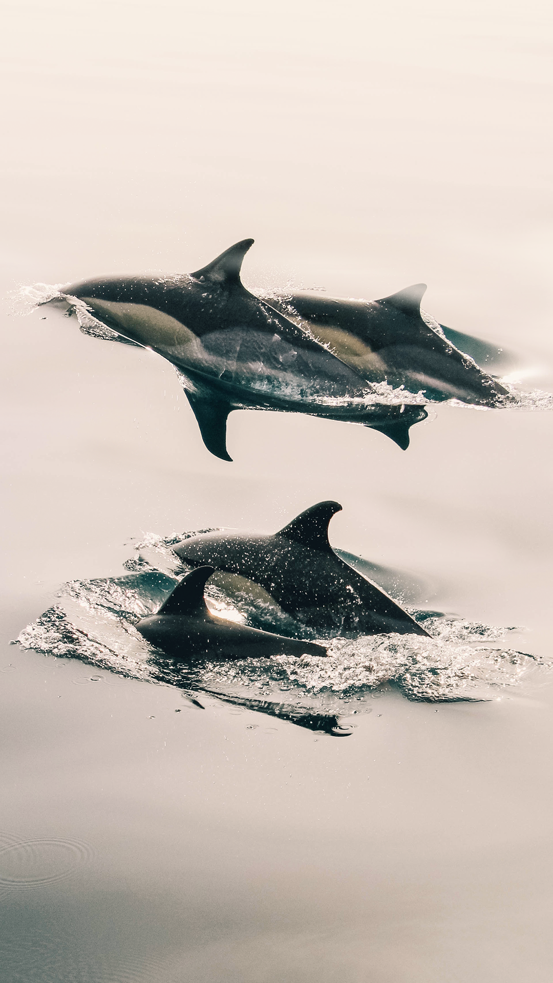 Dolphins Swimming Home Screen Wallpaper