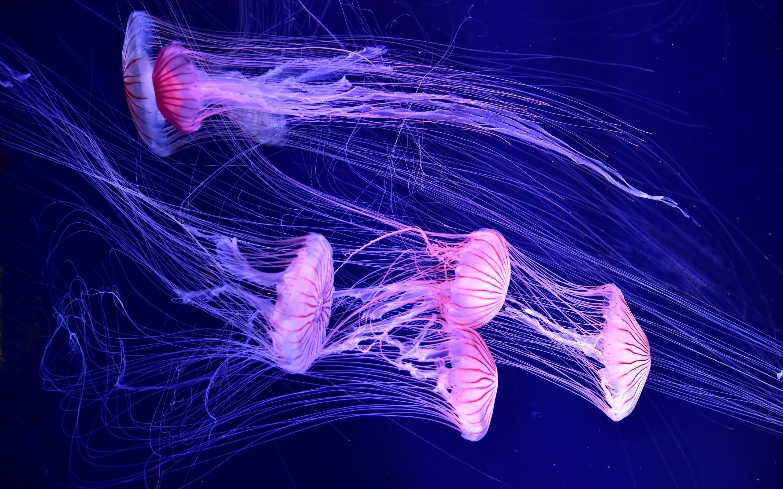 Jellyfish Wallpaper