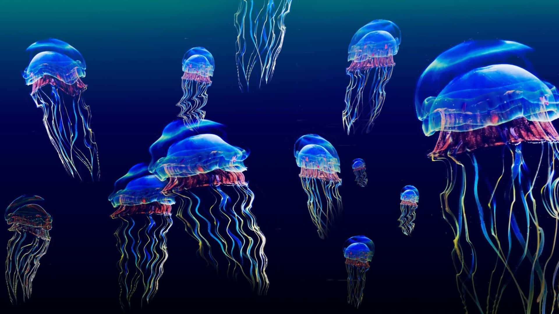 4k Jellyfish Wallpaper