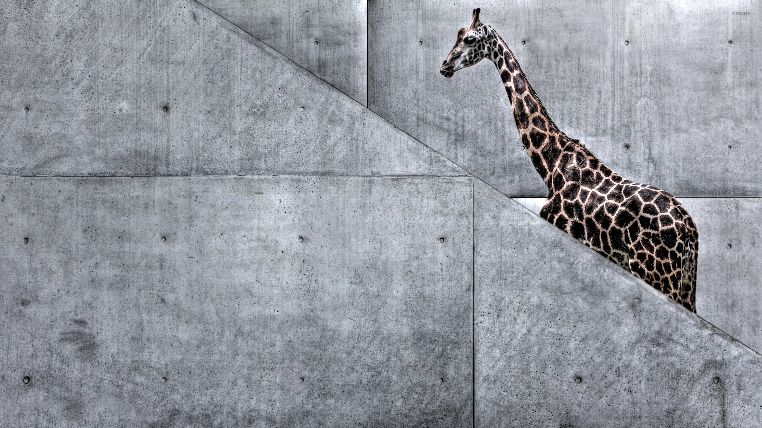 Stair climbing giraffe wallpaper