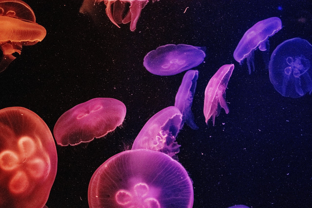 Jellyfish Wallpaper Jelly Fish