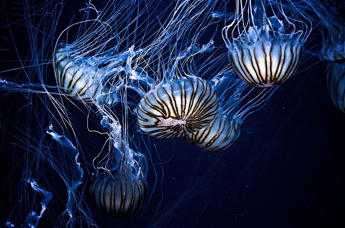 HD Desktop Background With jellyfishes