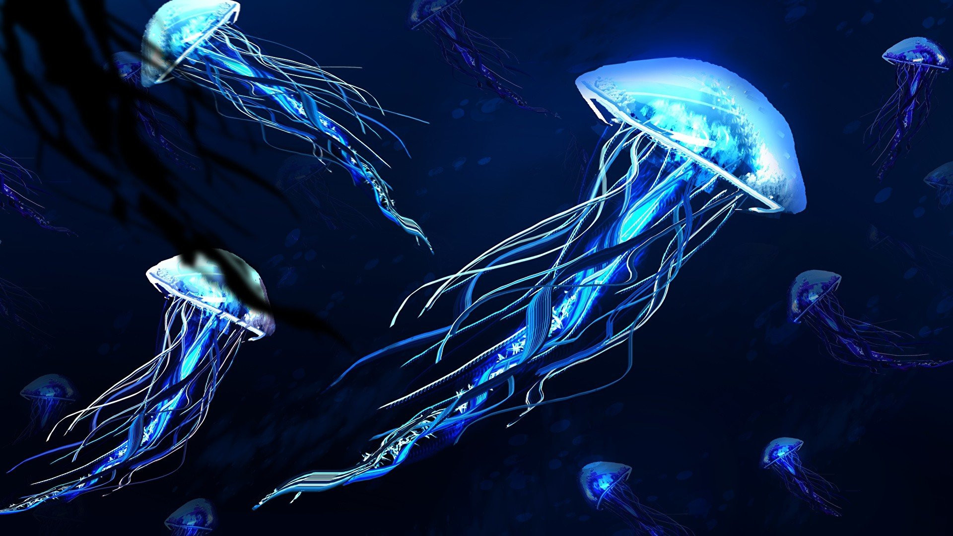 Jellyfish High Definition Wallpaper
