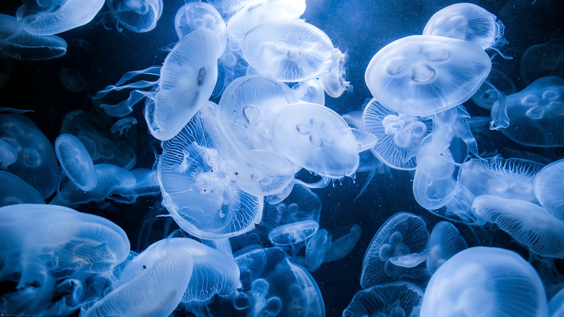 Desktop Wallpaper White Jelly Fish, HD