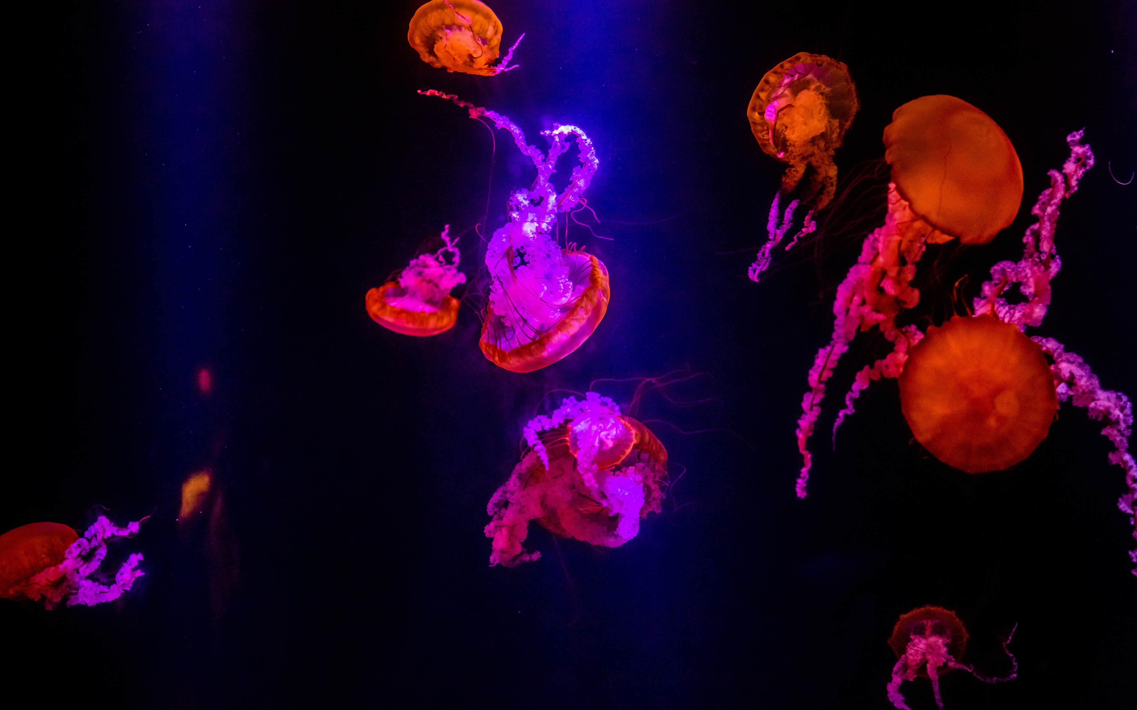 Download wallpaper 3840x2400 jellyfish