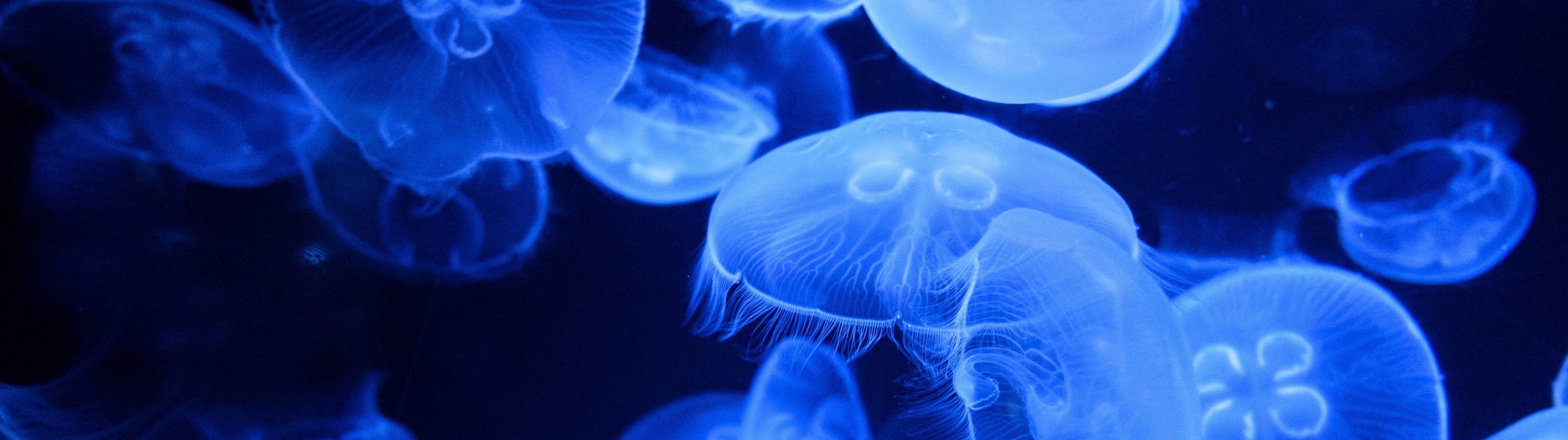 Blue Jellyfish Wallpaper 4K, Aquarium