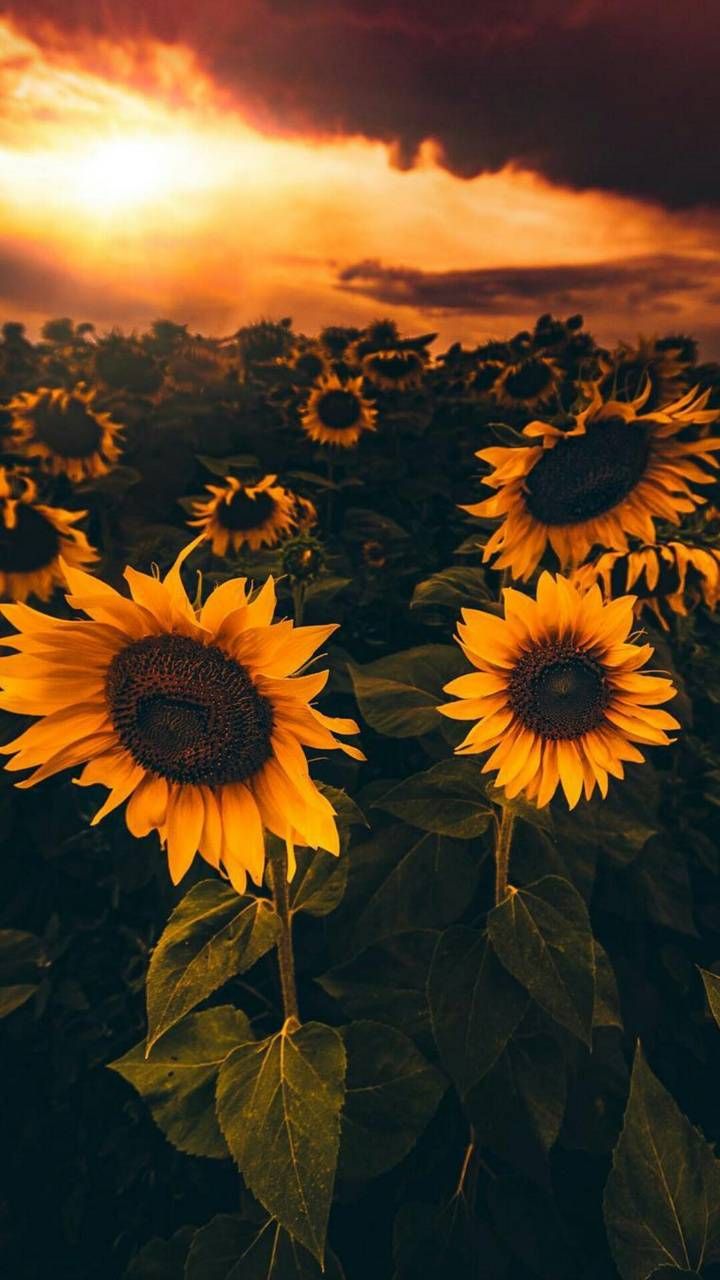 Sunflowers wallpaper