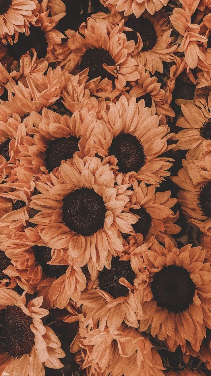 Sunflower Aesthetic