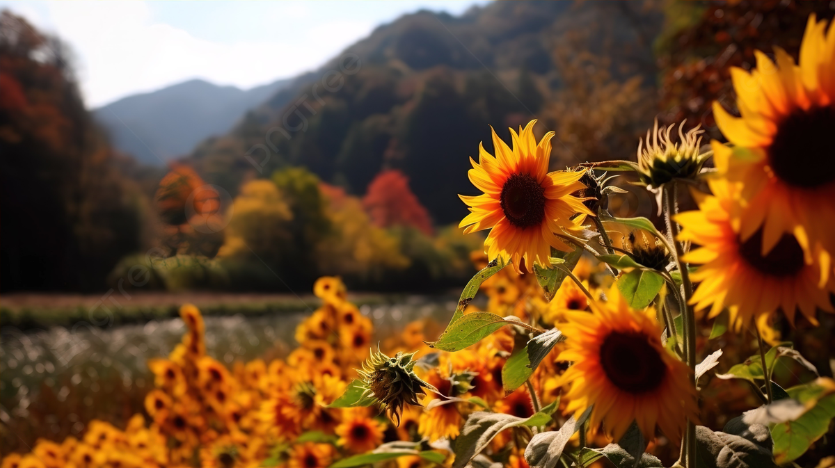 Suncokreti-sunflowers - Page 23 Wp14340164