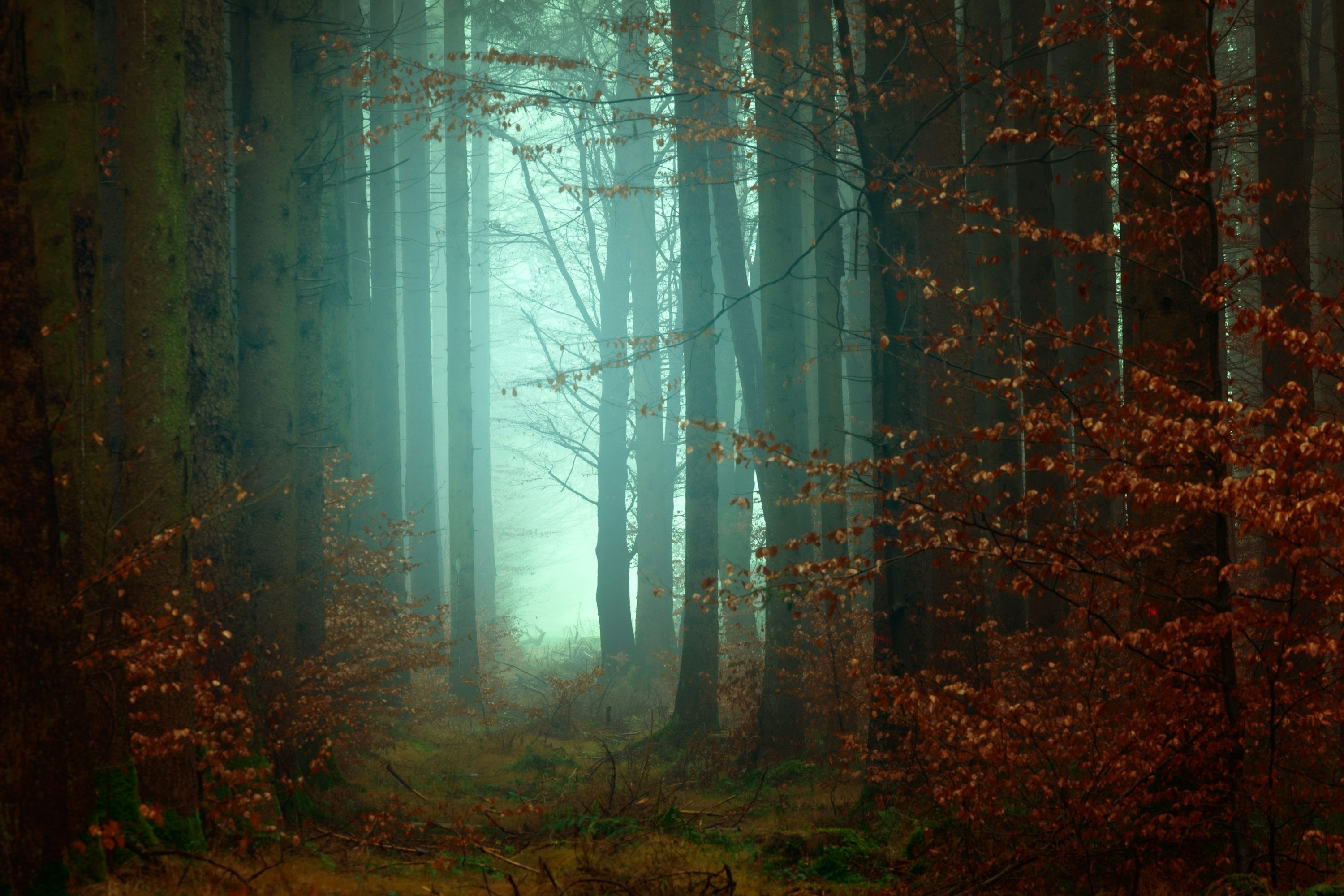 Foggy Forest Picture Stunning