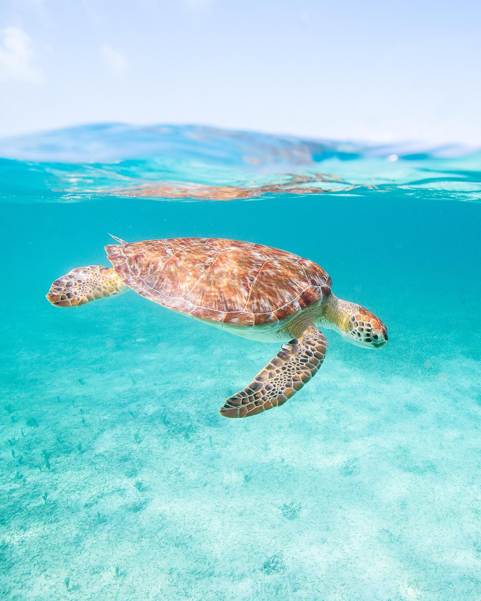 ITAP of a turtle in Puerto Rico