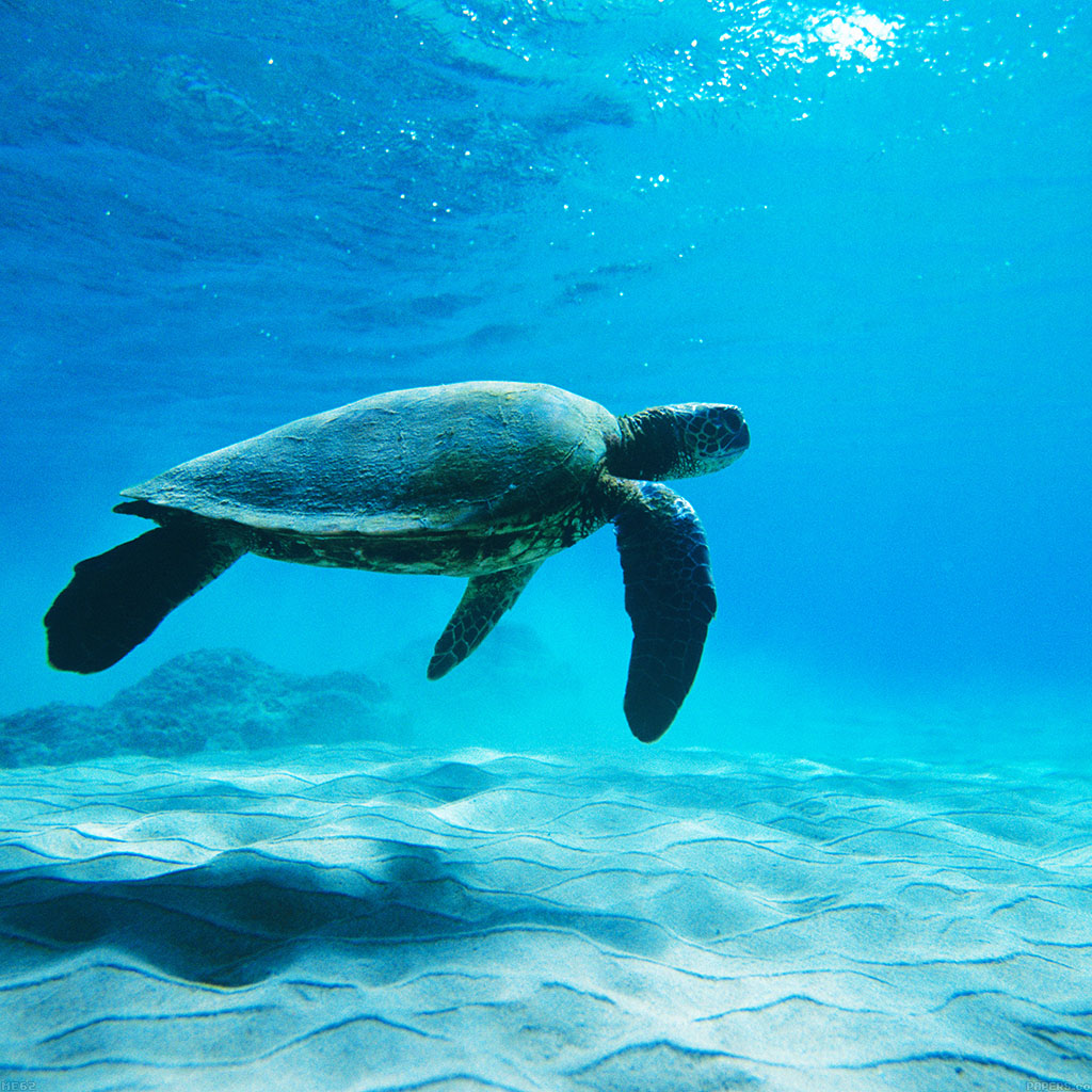 Turtle Sea Ocean Animal